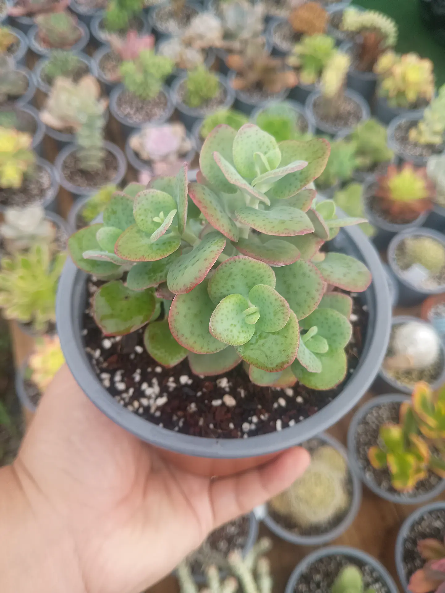 Crassula Cordata  1