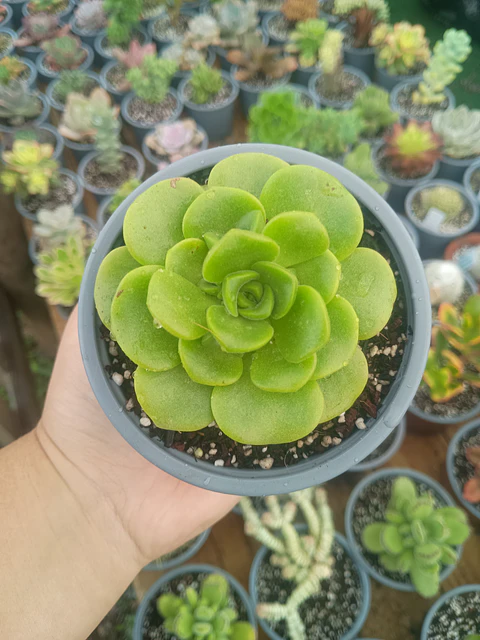 Aeonium lilypad 