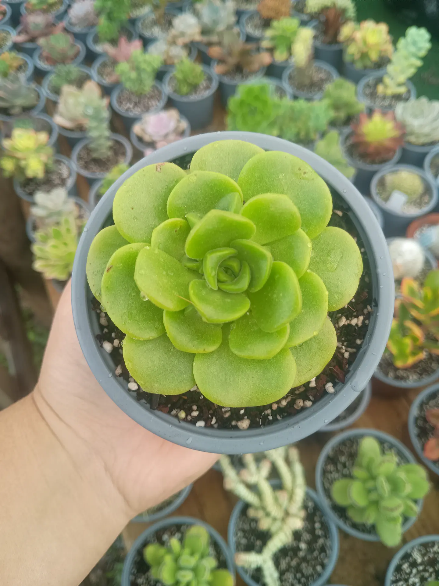 Aeonium lilypad  1