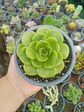 Aeonium lilypad  - Miniatura 1