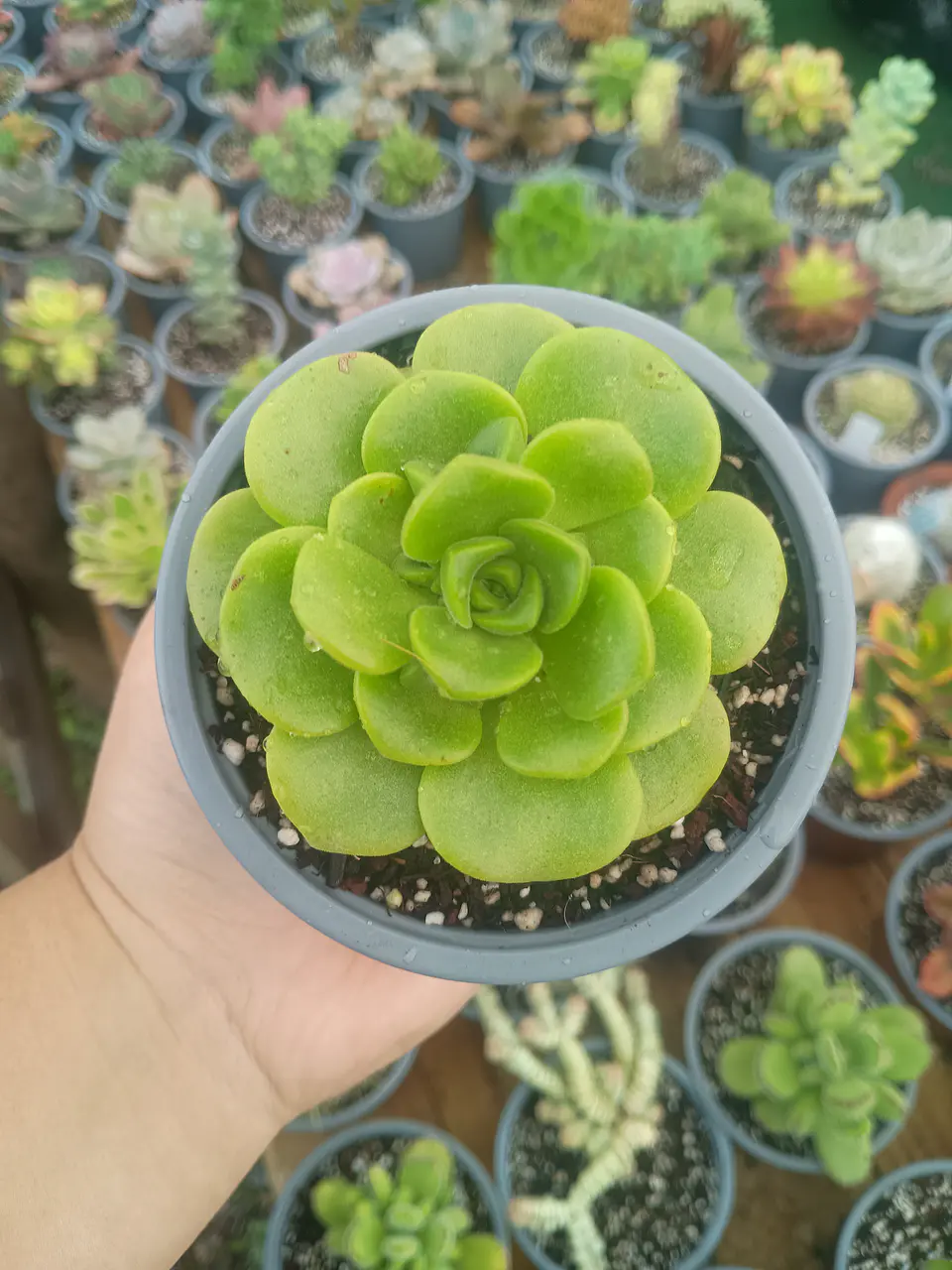 Aeonium lilypad  1