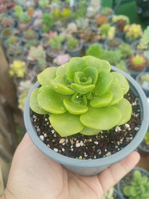 Aeonium lilypad 