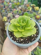 Aeonium lilypad  - Miniatura 2