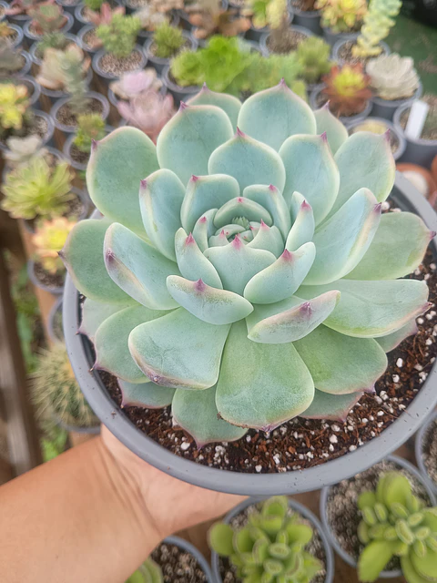 Echeveria Chihuahuensis L