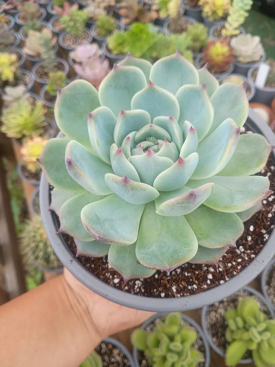 Echeveria Chihuahuensis L 2