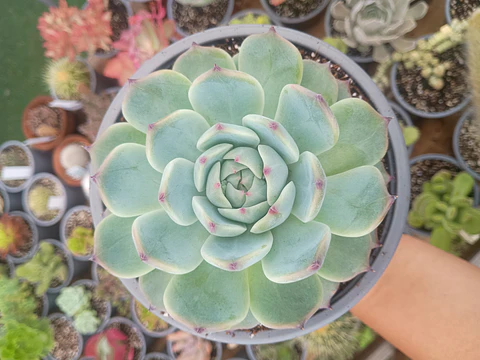 Echeveria Chihuahuensis L