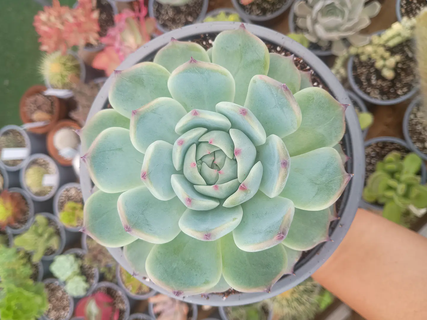 Echeveria Chihuahuensis L 1