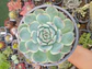 Echeveria Chihuahuensis L - Miniatura 1