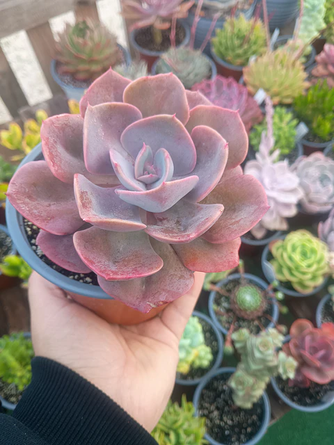Echeveria Dusty rose 