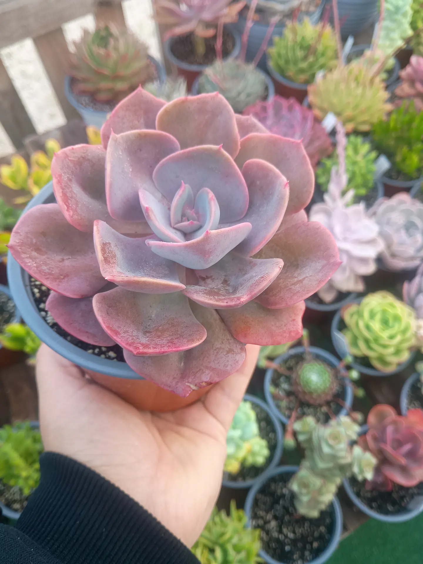 Echeveria Dusty rose  2