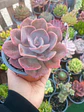 Echeveria Dusty rose  - Miniatura 2