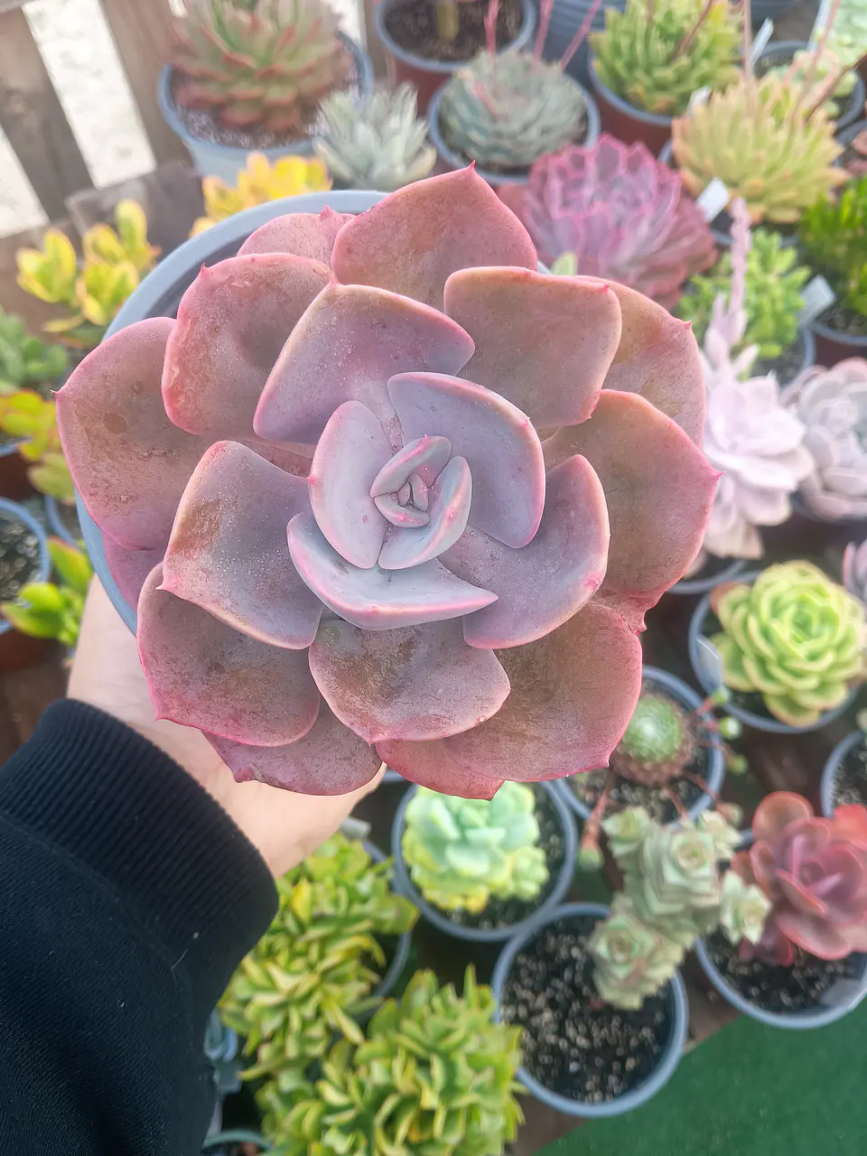 Echeveria Dusty rose  1