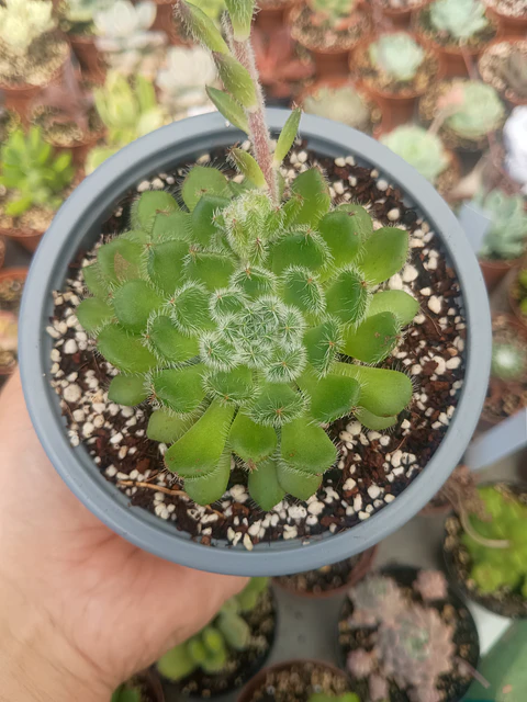 Echeveria setosa 