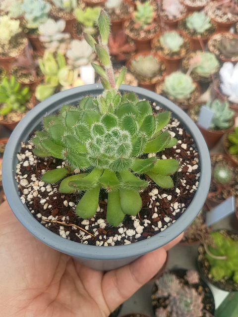 Echeveria setosa 