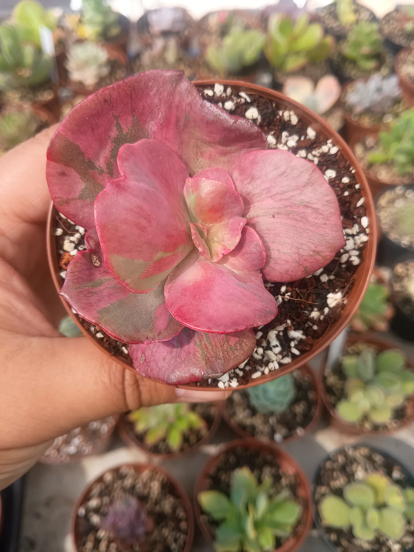 Echeveria Pharaoh  1