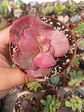 Echeveria Pharaoh  - Miniatura 1