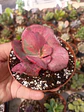 Echeveria Pharaoh  - Miniatura 2