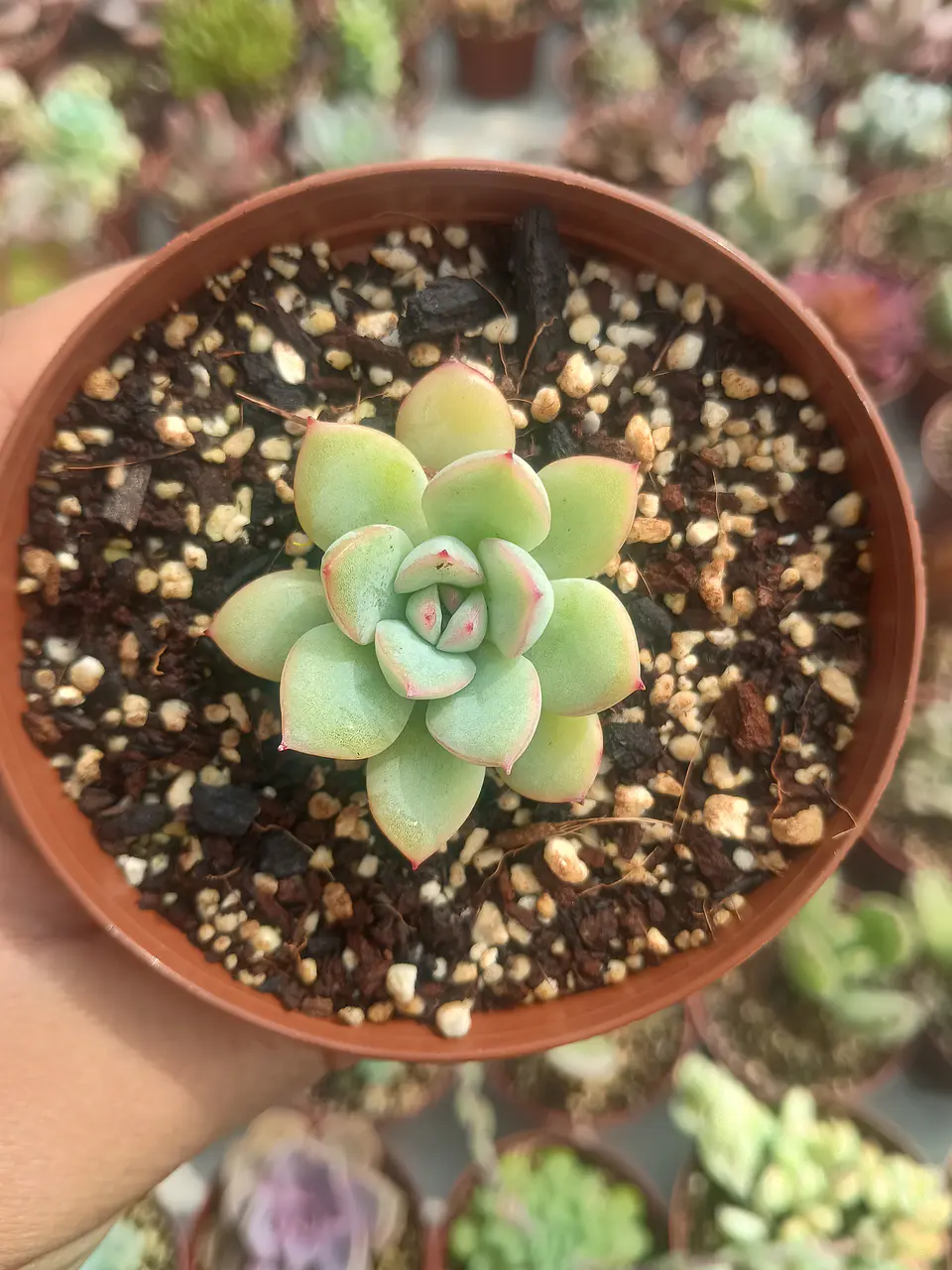 Echeveria pink line mini 1