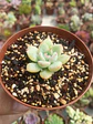 Echeveria pink line mini - Miniatura 2