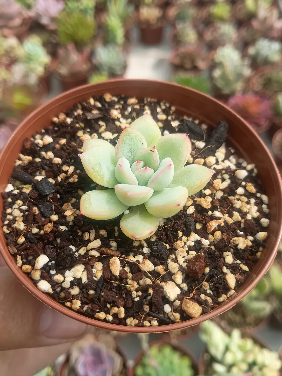 Echeveria pink line mini 2