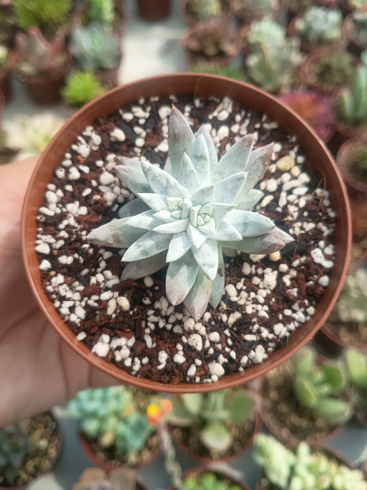 Dudleya gnoma  2