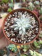 Dudleya gnoma  - Miniatura 2