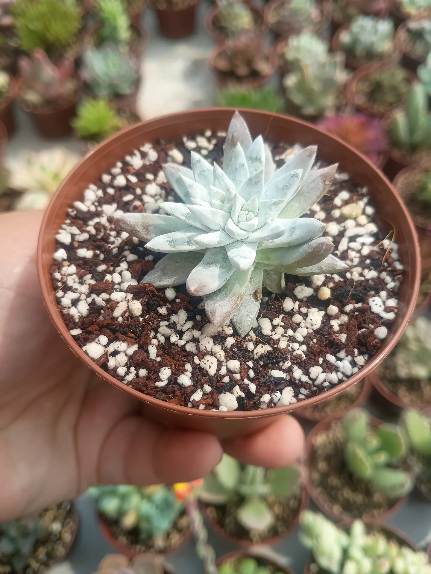 Dudleya gnoma  1