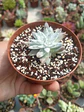 Dudleya gnoma  - Miniatura 1