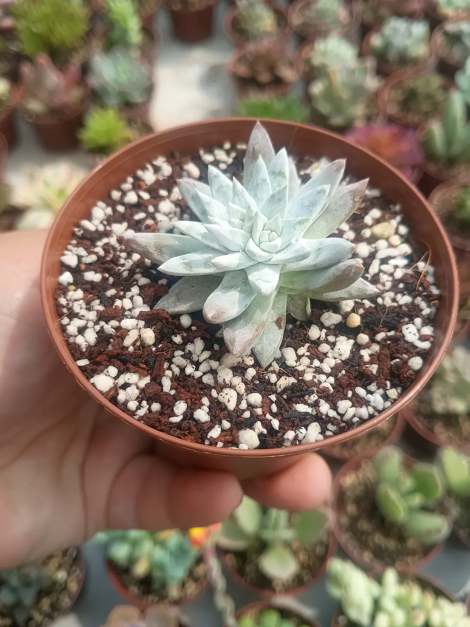Dudleya gnoma  1