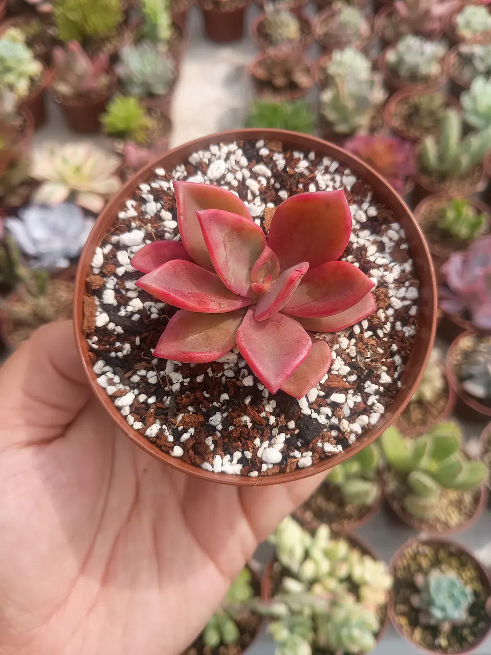 Graptoveria Fénix  1