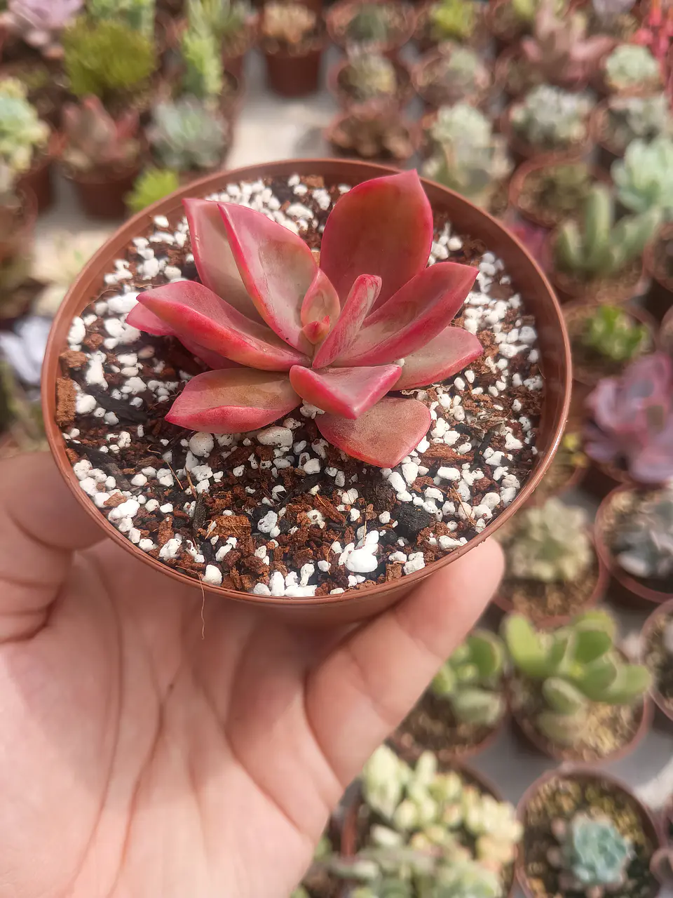 Graptoveria Fénix  2