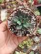 Echeveria alata - Miniatura 1