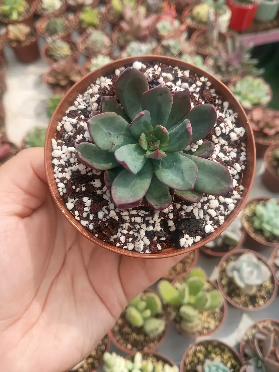 Echeveria alata 1