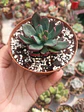 Echeveria alata - Miniatura 2