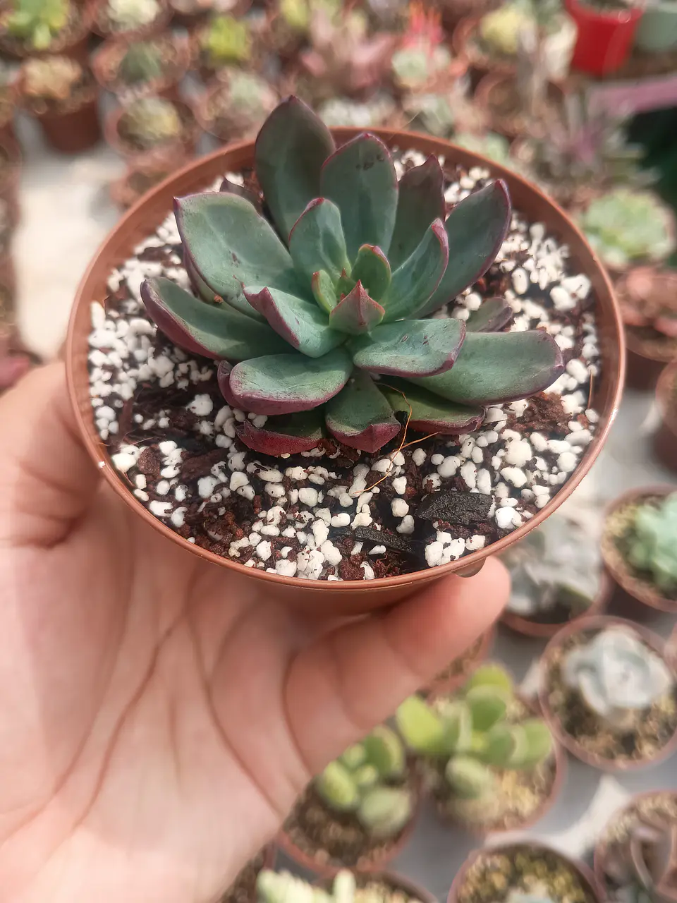 Echeveria alata 2