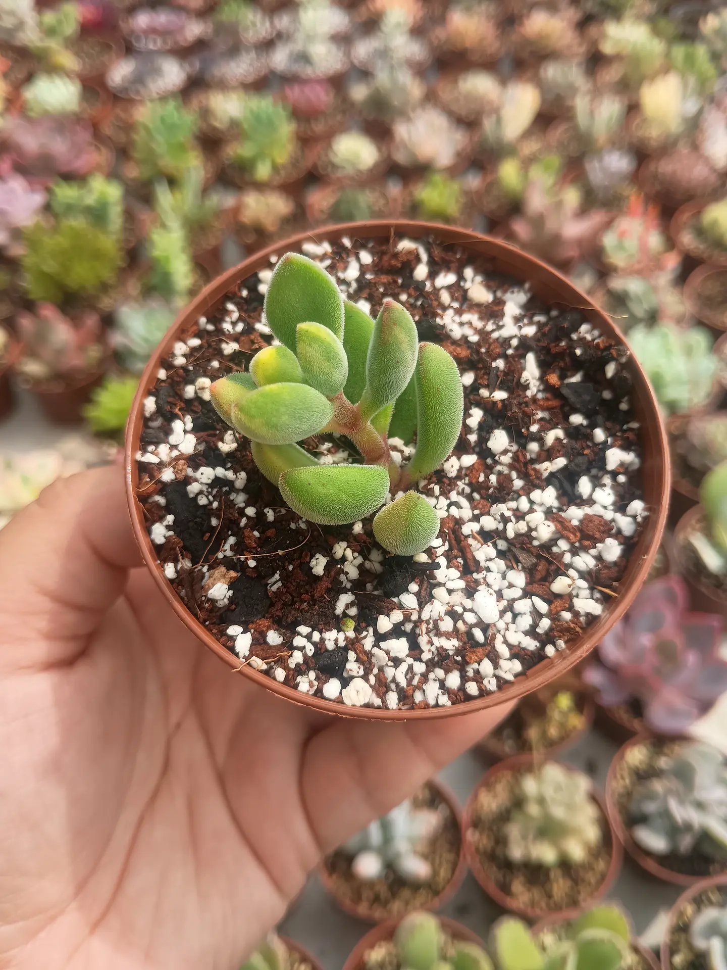 Crassula Rogersii Variegada , S 1