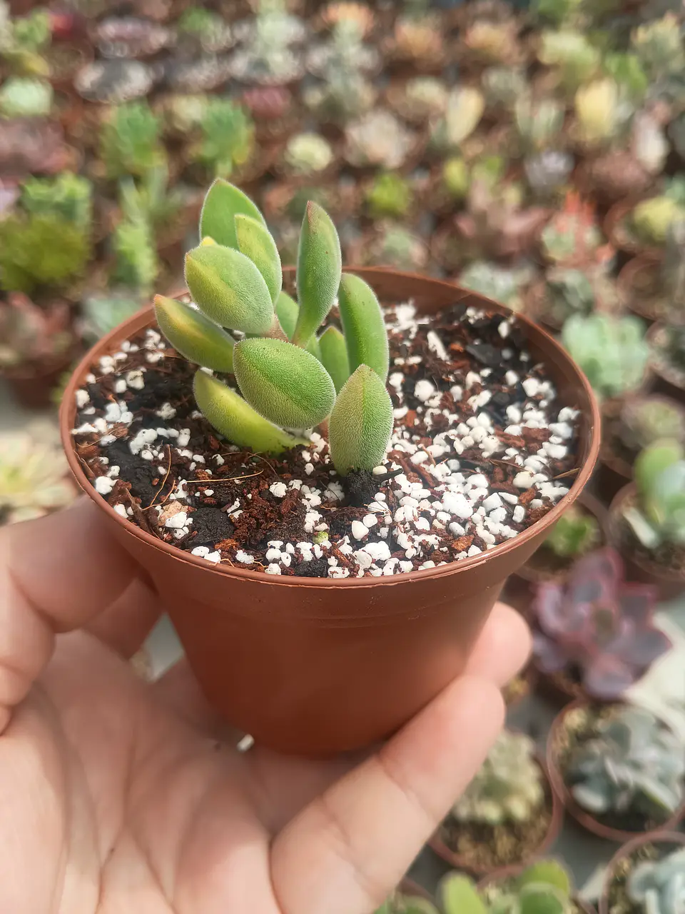 Crassula Rogersii Variegada , S 2
