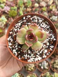 Echeveria Pushke (Coreana) - Miniatura 1