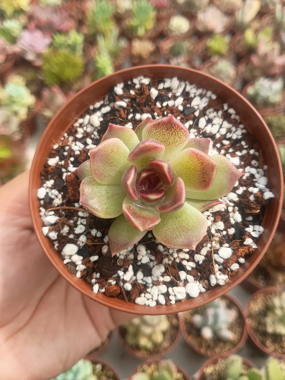 Echeveria Pushke (Coreana) 1