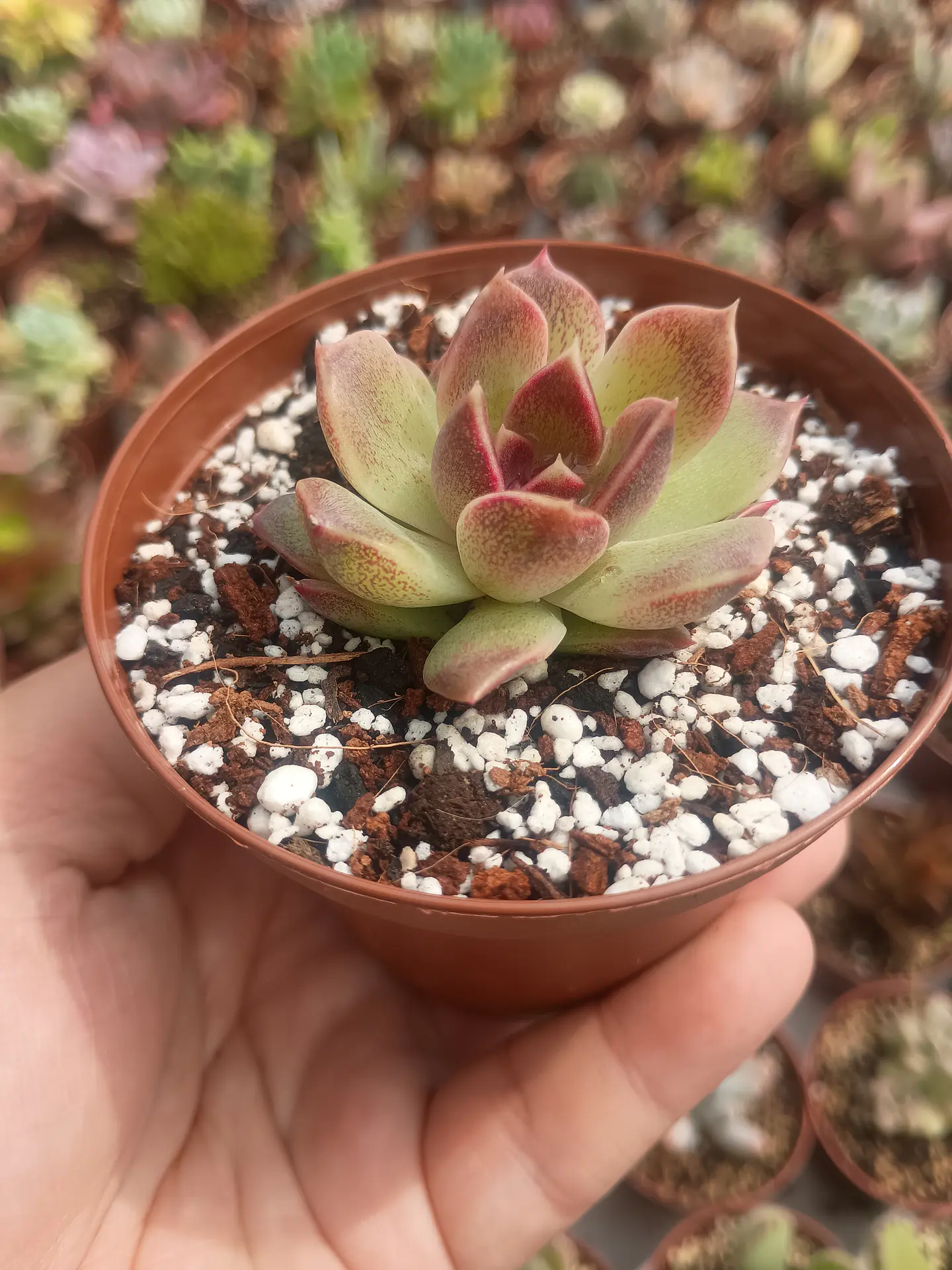 Echeveria Pushke (Coreana) 2