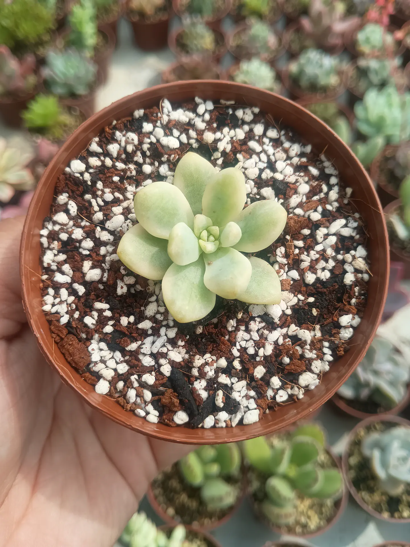 Sedum clavatum variegado S 1