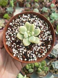 Sedum clavatum variegado S - Miniatura 1