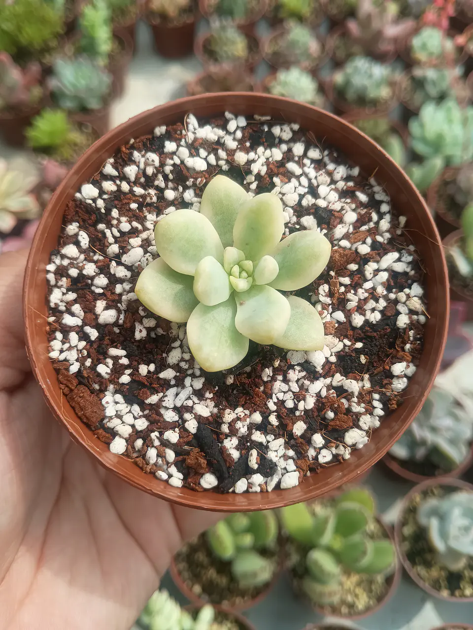 Sedum clavatum variegado S 1