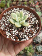 Sedum clavatum variegado S - Miniatura 2