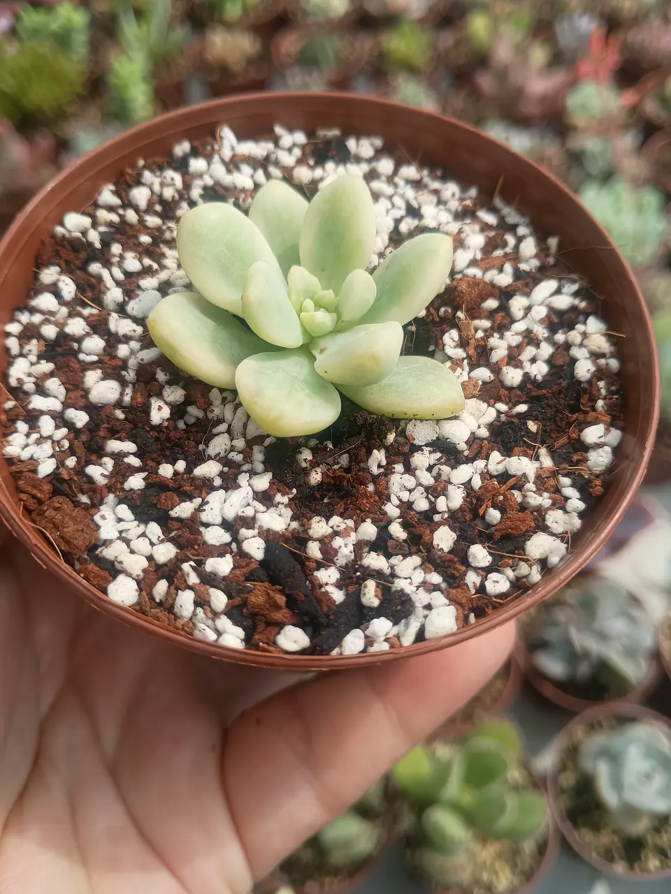 Sedum clavatum variegado S 2