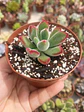 Echeveria pulvinata rubí  - Miniatura 2
