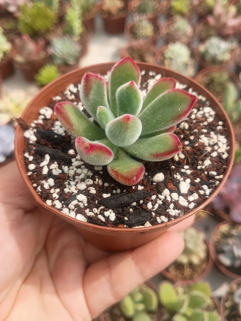 Echeveria pulvinata rubí  2