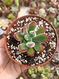 Echeveria pulvinata rubí  - Miniatura 1
