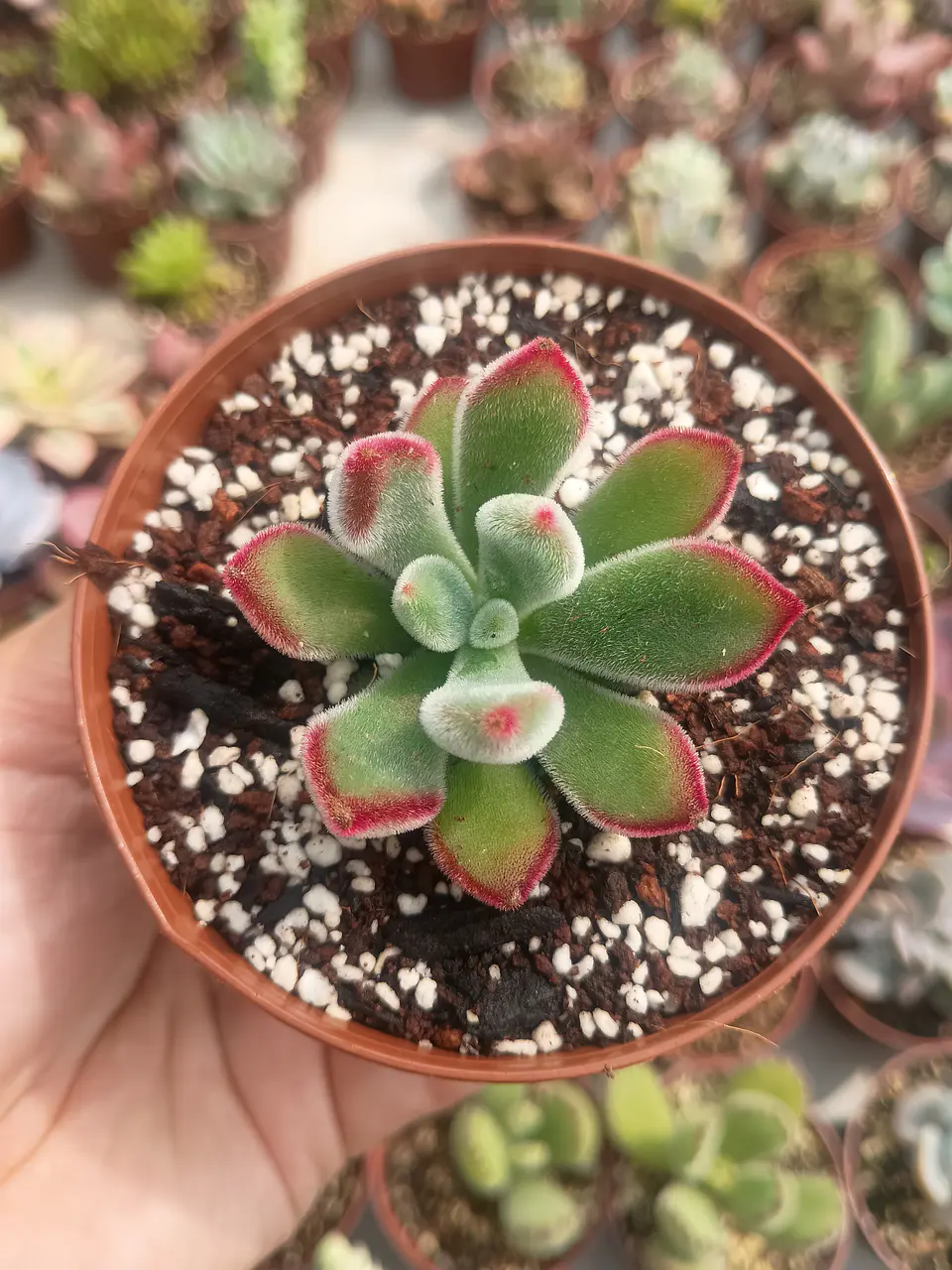 Echeveria pulvinata rubí  1