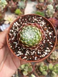 Serpenvivum arachnoideum  - Miniatura 1
